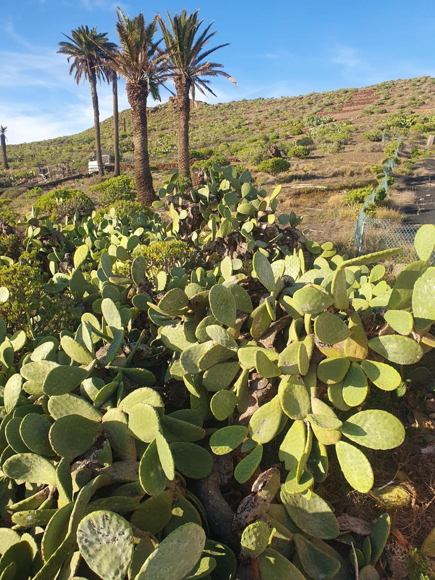 Casa La Tunera, Country House, Haria, Lanzarote Esterno foto